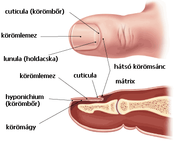 anatomy_of_the_toenail.gif